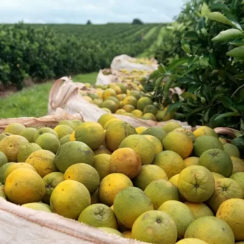 124026 Safra de laranja registra queda de produção de 10,61%
