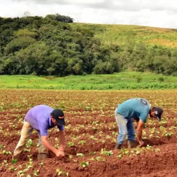 91007 Agropecuária barretense tem saldo negativo de empregos em novembro