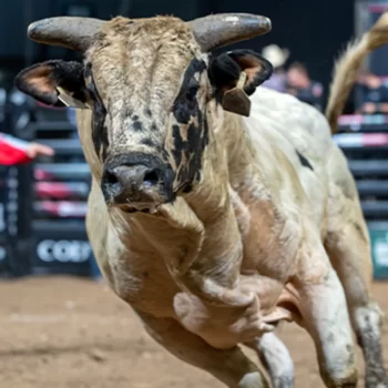 114713 Etapa exclusiva da PBR Brazil tem touros definidos para Barretos