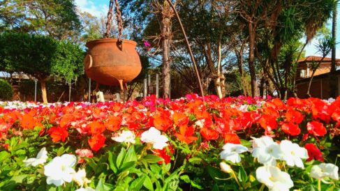 Parque do Peão espera turistas com mais de 50 mil flores - O Diário  Interativo Online